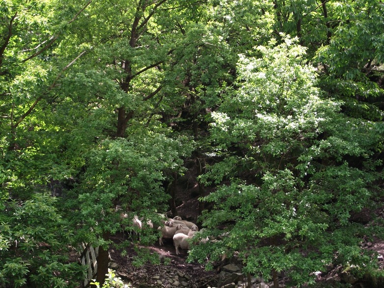 ovejas_pastando_ElCabriteru