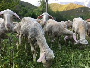 ovejas pastando en Arenas de Cabrales